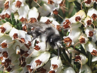Ashy Mining-bee (Andrena cineraria) - male