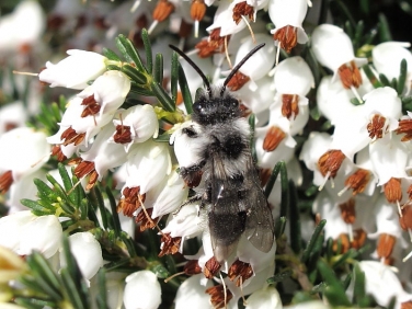 Ashy Mining-bee (Andrena cineraria)