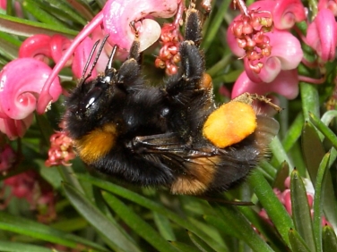 Buff-tailed Bumblebee (Bombus terrestris)