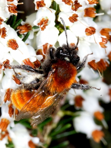 Tawny Mining-bee (Andrena fulva) - female