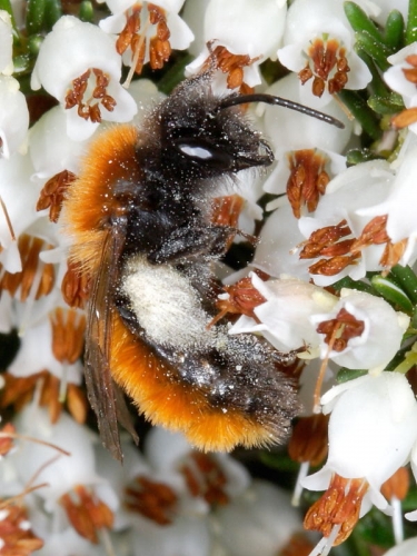 Tawny Mining-bee (Andrena fulva) - female