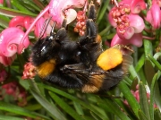 Buff-tailed Bumblebee (Bombus terrestris)
