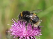 Buff-tailed Bumblebee (Bombus terrestris)
