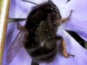 Hairy-footed Flower Bee (Anthophora plumipes)
