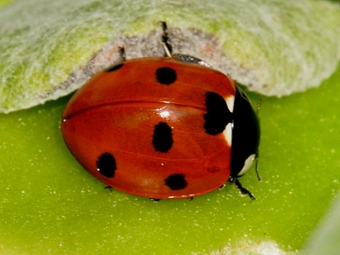 7-spot Ladybird (Coccinella septempunctata)