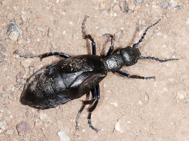 Black Oil Beetle (Meloe proscarabaeus)