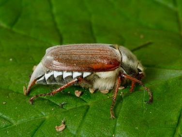 Cockchafer or May Bug (Melolontha melolontha)