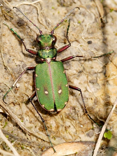 Green Tiger Beetle (Cicindela campestris)