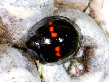 Heather Ladybird (Chilocorus bipustulatus)