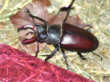Male Stag Beetle (Lunanus cervus)