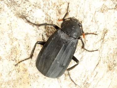 Necrodes littoralis