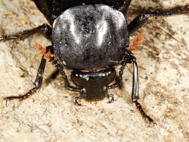 Necrodes littoralis - antennae