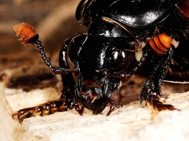 Nicrophorous humator - antennae