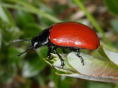 Poplar Leaf Beetle (Chrysomela populi)