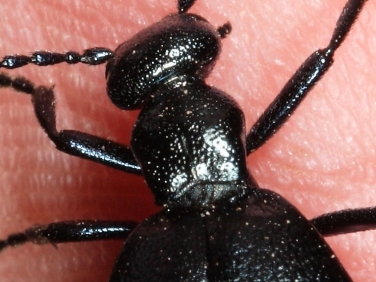 Violet Oil Beetle (Meloe violaceus) - detail