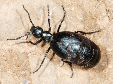 Violet Oil Beetle (Meloe violaceus)