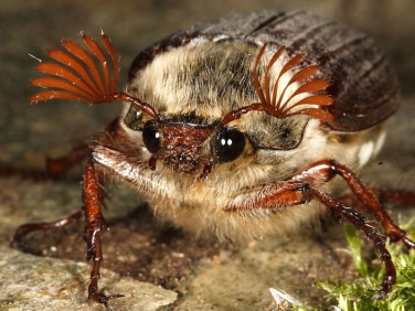Maybugs Insect British beetles: Cockchafer or May Bug | Wildlife Insight