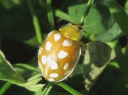 Orange Ladybird (Halyzia sedecimguttata)