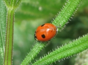 2-spot Ladybird (Adalia bipunctata)