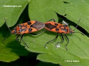 Corizus-hyoscyami-bugs-also-known-as Cinnamon Bugs-and-Red Squash Bugs-2805