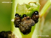 Lily Beetle larvae (liloceris lilii) © 2014 Steve Ogden