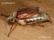 Cockchafer or May Bug (Melolontha melolontha)