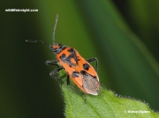 Cinnamon Bug-or-Red-Squash-Bug-corizus-hyoscyami