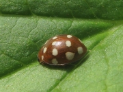 Cream-spot Ladybird (Calvia quattuordecimguttata)