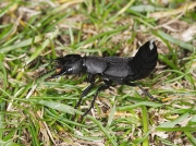 Devil's Coach-horse (Staphylinus olens)