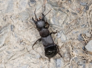 Devil's Coach-horse (Staphylinus olens)