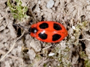 False Ladybird (Endomychus coccineus)