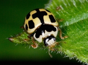14-spot Ladybird (Propylea quattuordecimpunctata)
