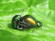Gastrophysa viridula