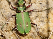 Green Tiger Beetle (Cicindela campestris)