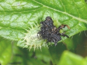 Green Tortoise Beetle (Cassida viridis)