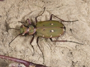 Green Tiger Beetle (Cicindela campestris)
