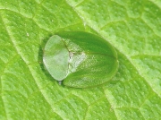 Green Tortoise Beetle (Cassida viridis)
