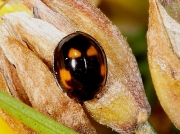 Pine Ladybird (Exochomus quadripustulatus)