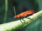 Pyrochroa serraticornis