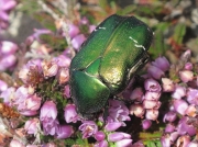Rose Chafer (Cetonia aurata)