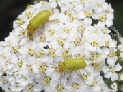 Sulphur Beetle (Cteniopus sulphureus)