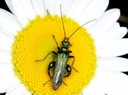 Thick-legged Flower Beetle (Oedemera nobilis)