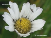 violet oil beetle larvae 3748
