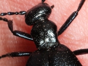 Violet Oil Beetle (Meloe violaceus) - detail