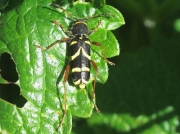 Wasp Beetle (Clytus arietis)