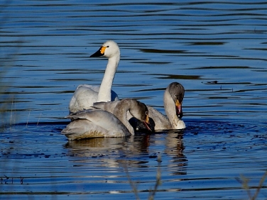 Bewick's Swan (Cygnus columbianus)