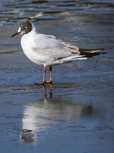 Black-headed Gull (Larus ridibundus) - summer