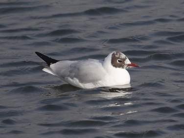 Black-headed Gull (Larus ridibundus)