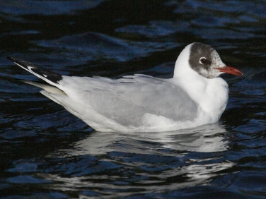 Black-headed Gull (Larus ridibundus)