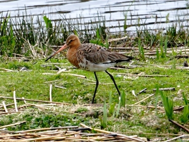 Black-tailed Godwit (Limosa limosa)